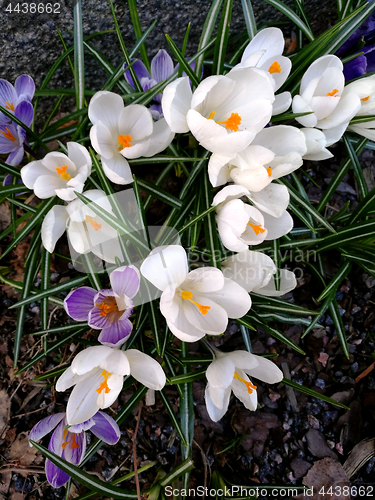 Image of blossoming violet and white crocuses