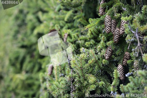 Image of green hedge of fir trees with cones