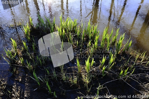 Image of green shoots on the shore during high water