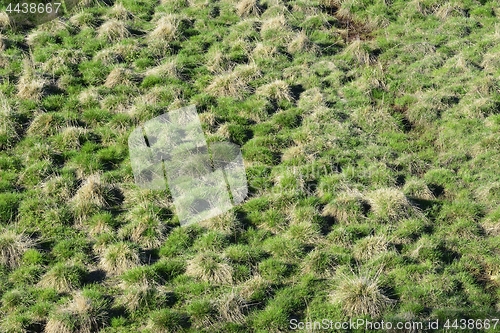 Image of marshland with hummocks in the spring