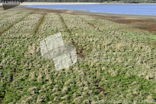 Image of marshland with hummocks in the spring