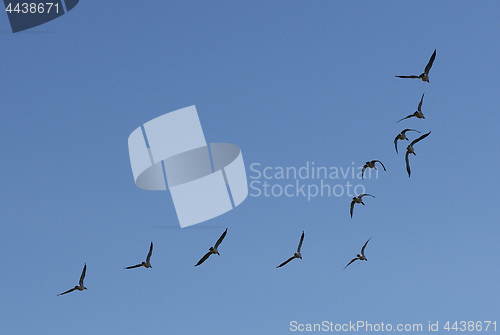 Image of flock of geese on blue sky 