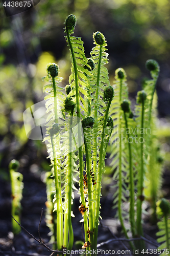 Image of shoots of the fern