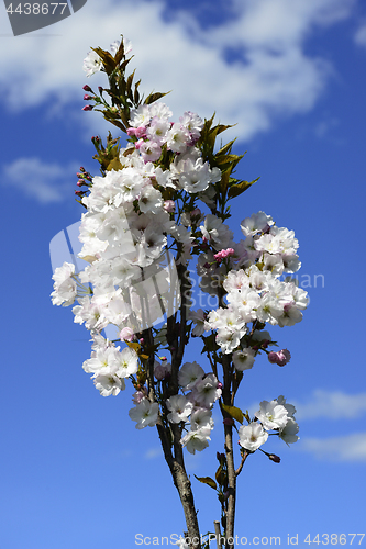 Image of blooming cherry against the blue sky 