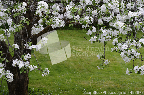 Image of blooming apple tree 