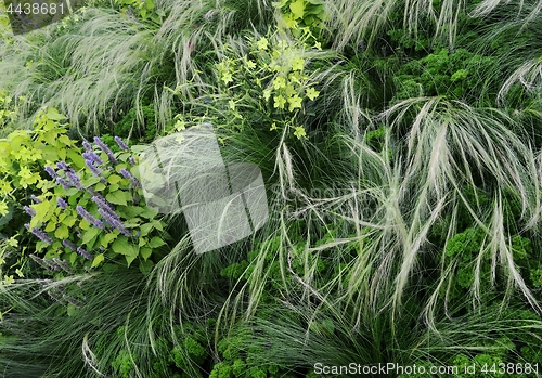 Image of floral background with plants and flowers