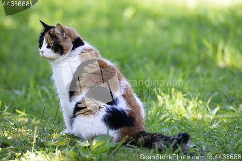 Image of tricolor cat sitting on a green lawn