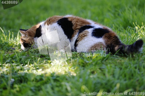 Image of tricolor cat walks on a green lawn