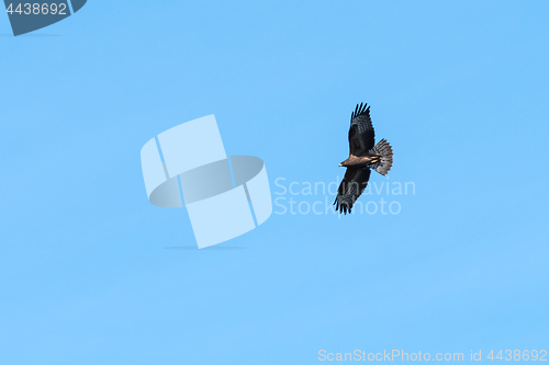 Image of Awesome bird of prey in flight