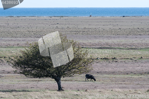 Image of Lone grazing sheep in a wide grassland