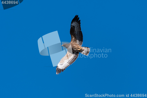 Image of European Honey Buzzard with spread wings