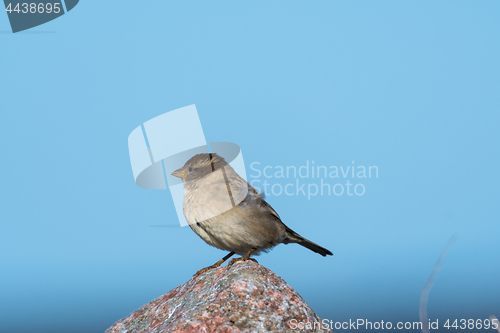 Image of Female House Sparrow on a stone