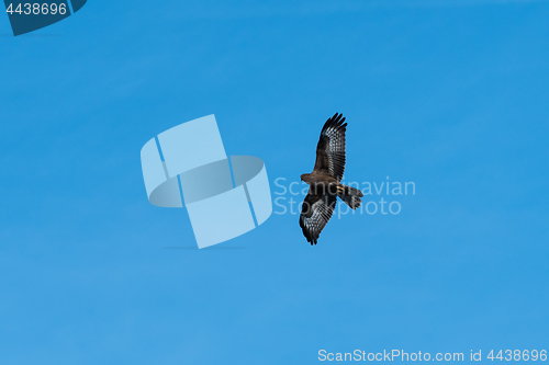 Image of Mighty bird of prey by blue skies