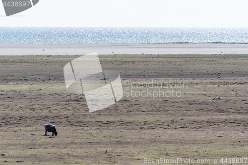 Image of Alone grazing sheep