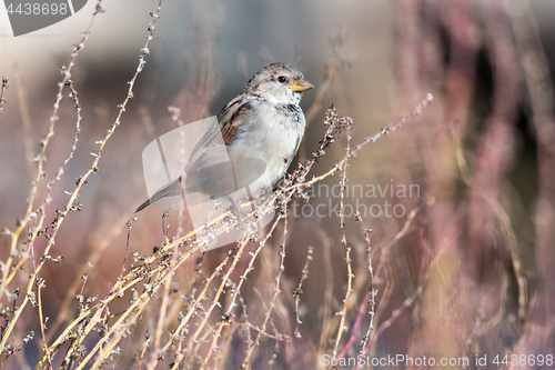 Image of House Sparrow sitting on a straw