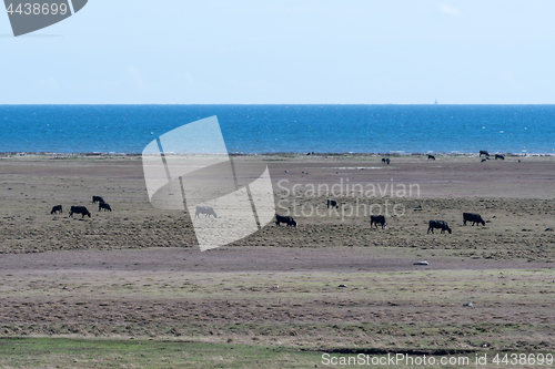 Image of Grazing cattle by seaside