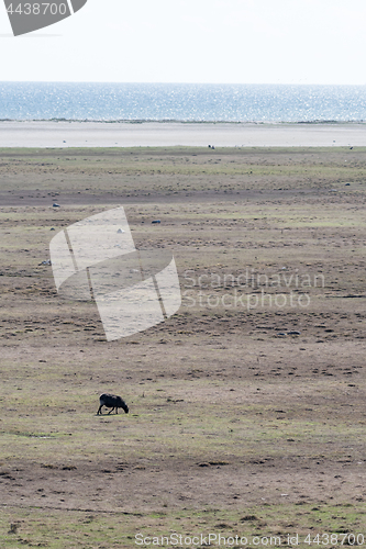 Image of Alone grazing black sheep