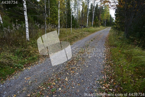 Image of dirt road in the autumn forest 