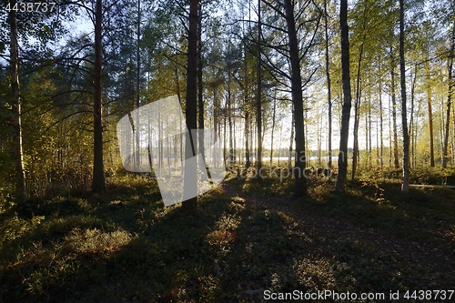 Image of autumn forest in Finland