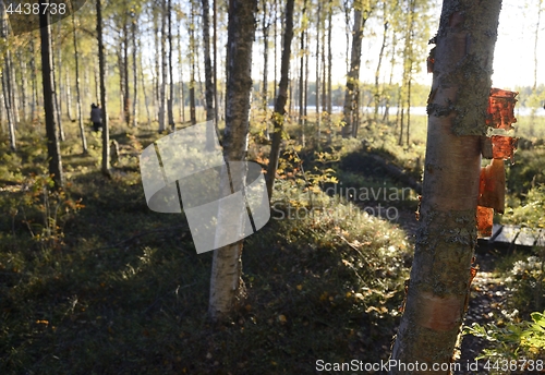 Image of autumn forest in Finland
