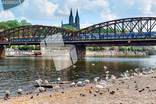 Image of Swans near Railway bridge