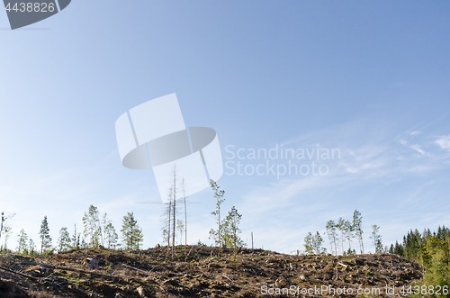 Image of Clear cut forest area