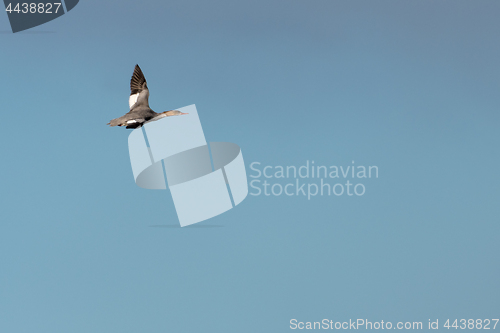 Image of Flying Goosander duck against blue skies