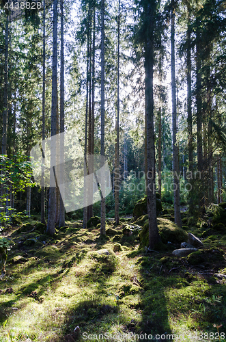 Image of Backlit spruce tree forest