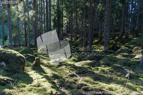 Image of Moss covered forest floor