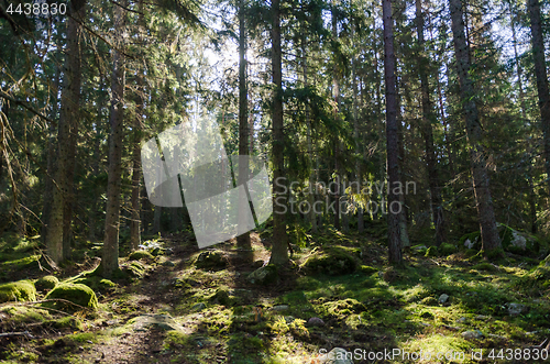 Image of In a deep backlit forest