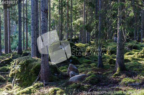 Image of Deep in a mossy old forest