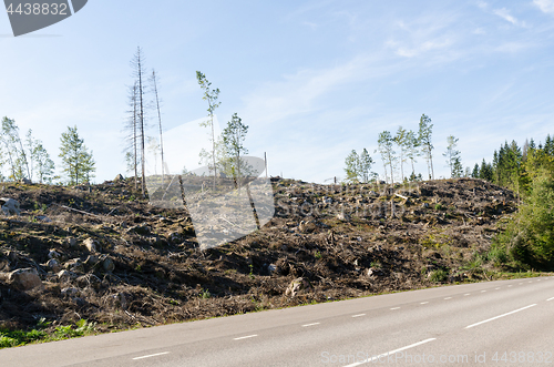 Image of Clear cut forest by roadside