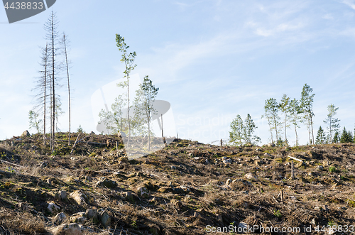 Image of Renewable recources, harvested forest