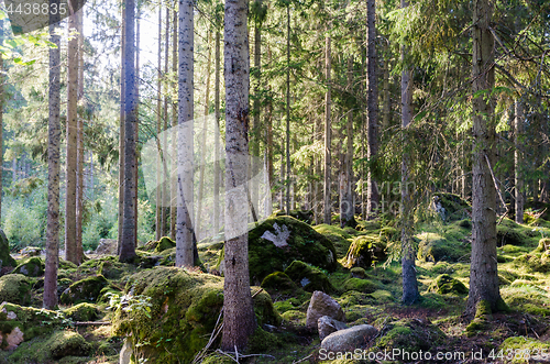 Image of Beautiful bright green forest