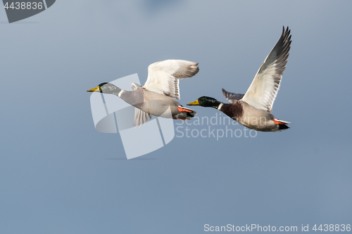 Image of Flying Mallards closeup