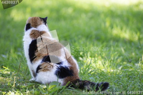 Image of tricolor cat sitting in a meadow