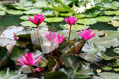 Image of Water garden