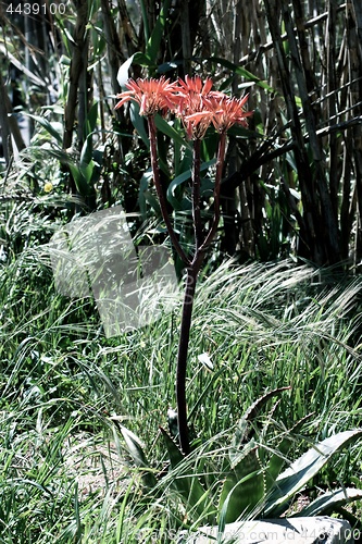 Image of Blooming Aloe Vera