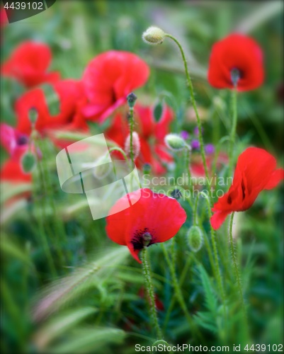 Image of Defocused Red Poppy Flowers