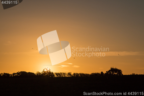 Image of Sunrise and Tree Silhouettes