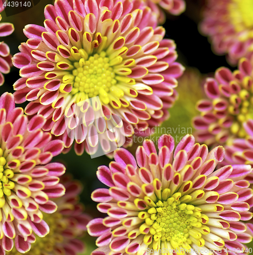 Image of Background of Variegated Chrysanthemum