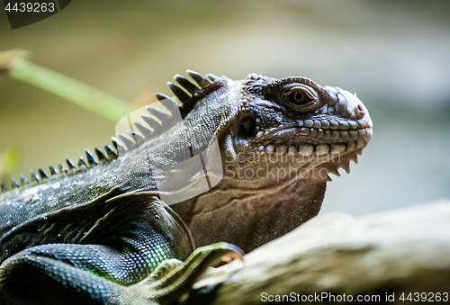 Image of iguana profile