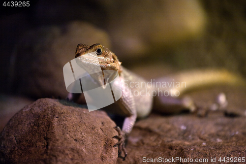 Image of lizard