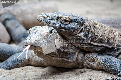 Image of monitor lizards