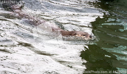 Image of swimming otter