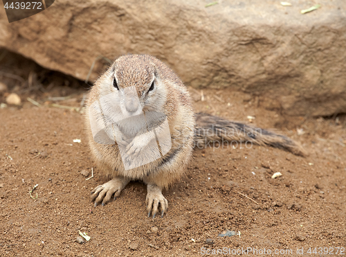 Image of fat gopher