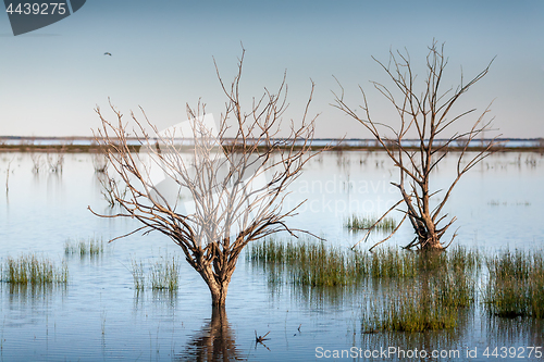 Image of Trees and grasses swamped in outback lake oasis