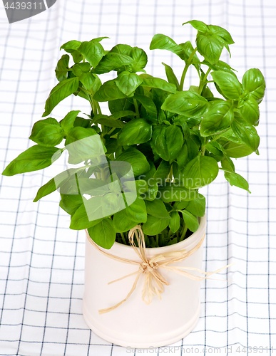 Image of Bunch of Fresh Basil