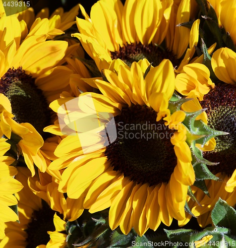 Image of Perfect Sunflowers with Leafs