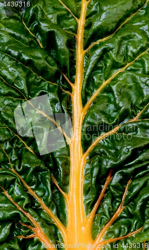 Image of Fresh Chard Leaf